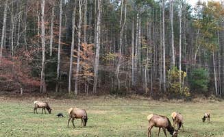 Natalie M.'s photo of camping with a horse at Cataloochee Campground — Great Smoky Mountains National Park in North Carolina
