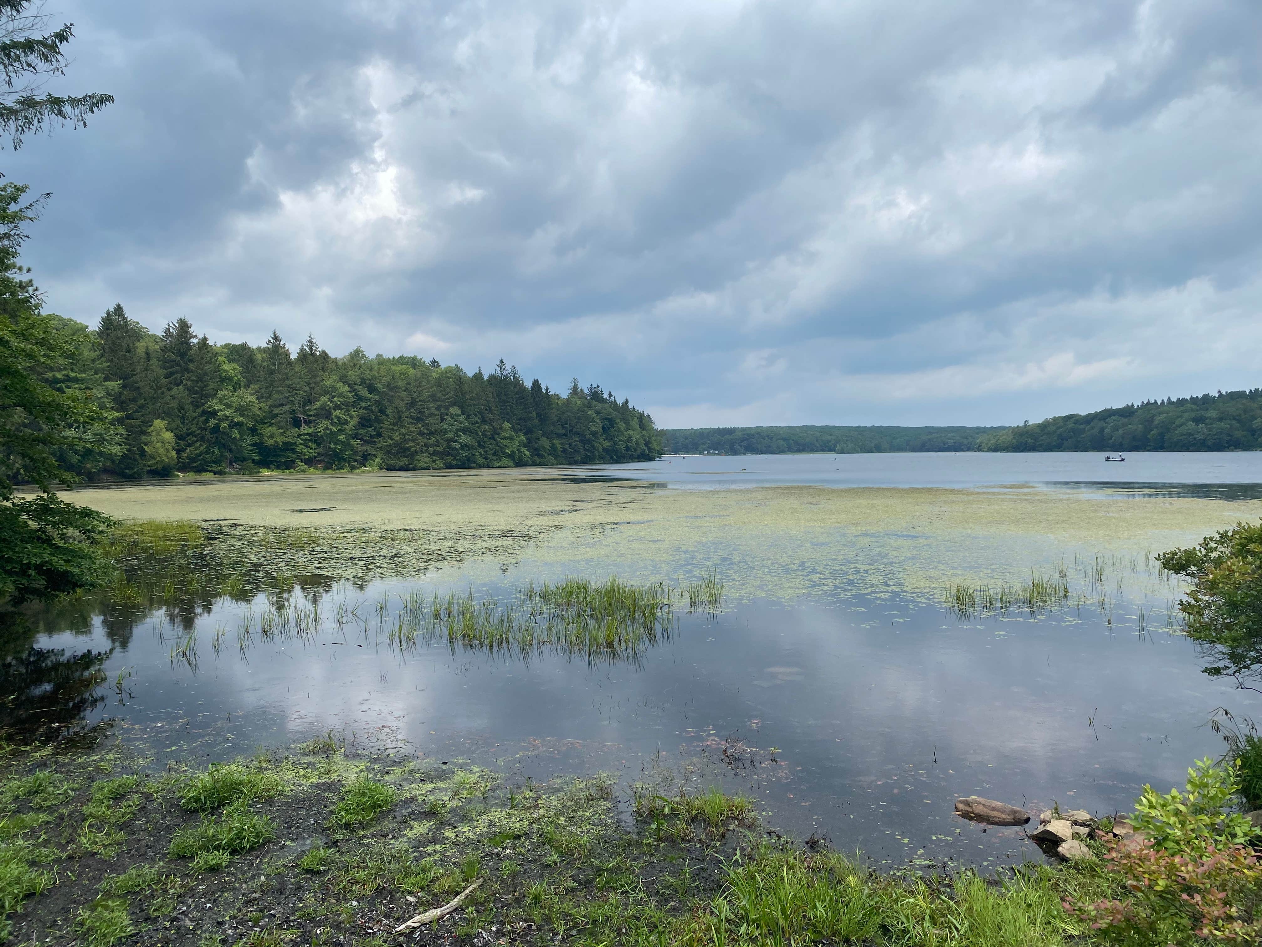 Camper submitted image from Lower Lake Campground Rhododendron Area — Promised Land State Park - 3