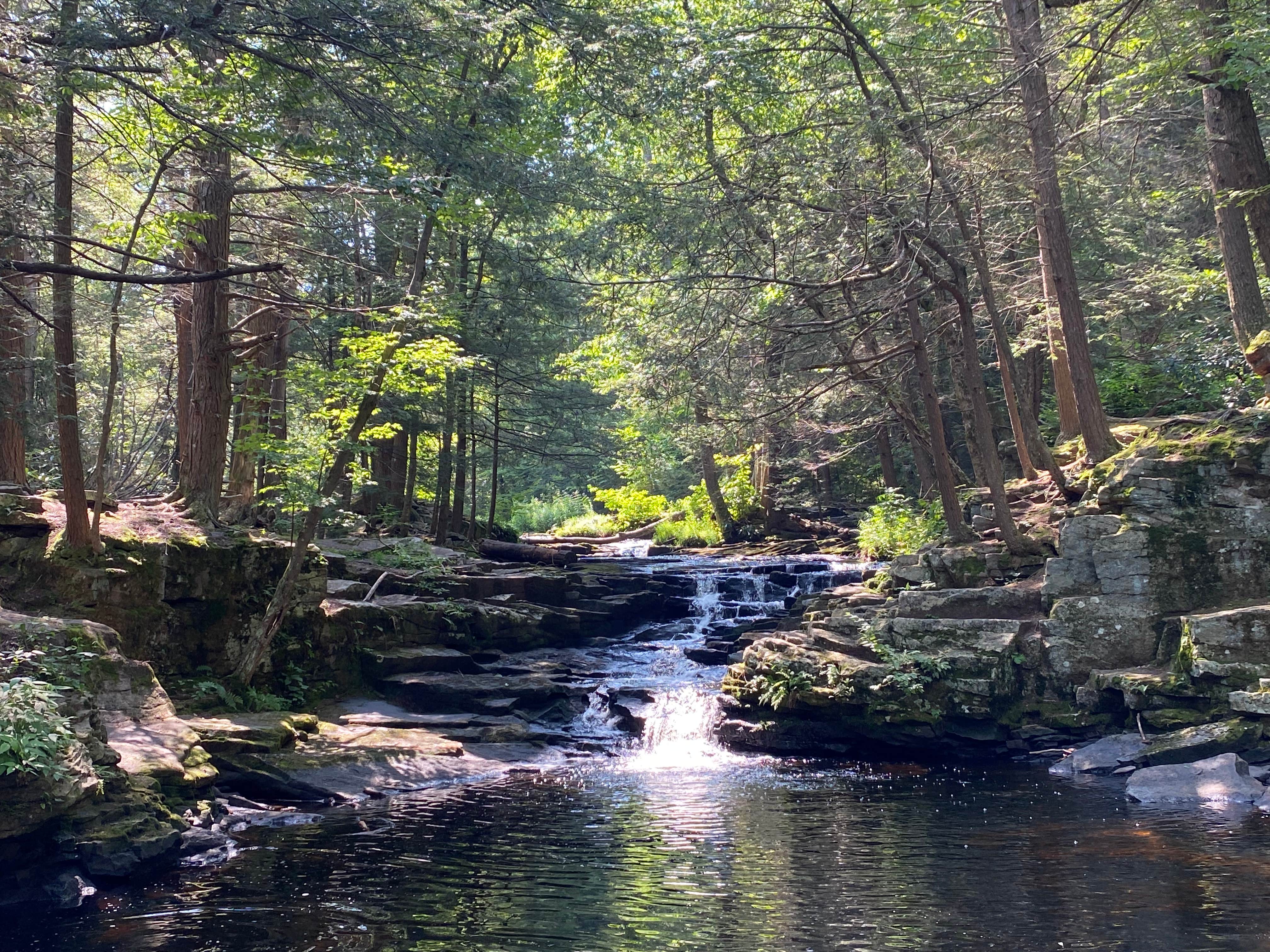 Camper submitted image from Lower Lake Campground Rhododendron Area — Promised Land State Park - 2