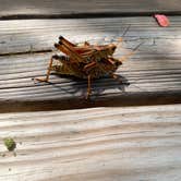 Review photo of Collier-Seminole State Park by Nick C., August 1, 2021