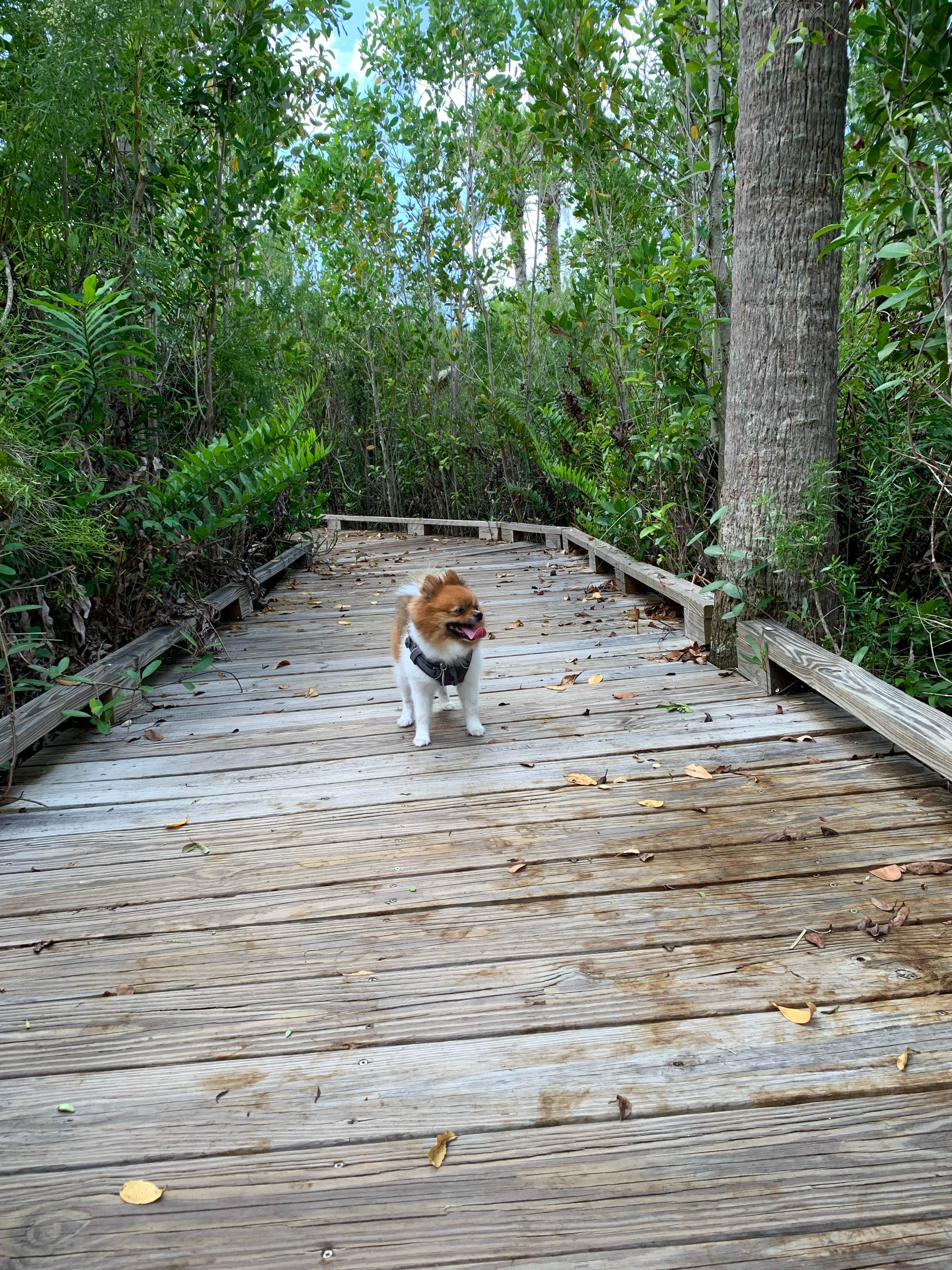 Nick C.'s photo of camping with pets at Collier–Seminole State Park Campground near Marco Island, FL