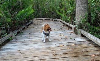 Nick C.'s photo of camping with pets at Collier–Seminole State Park Campground near Marco Island, FL