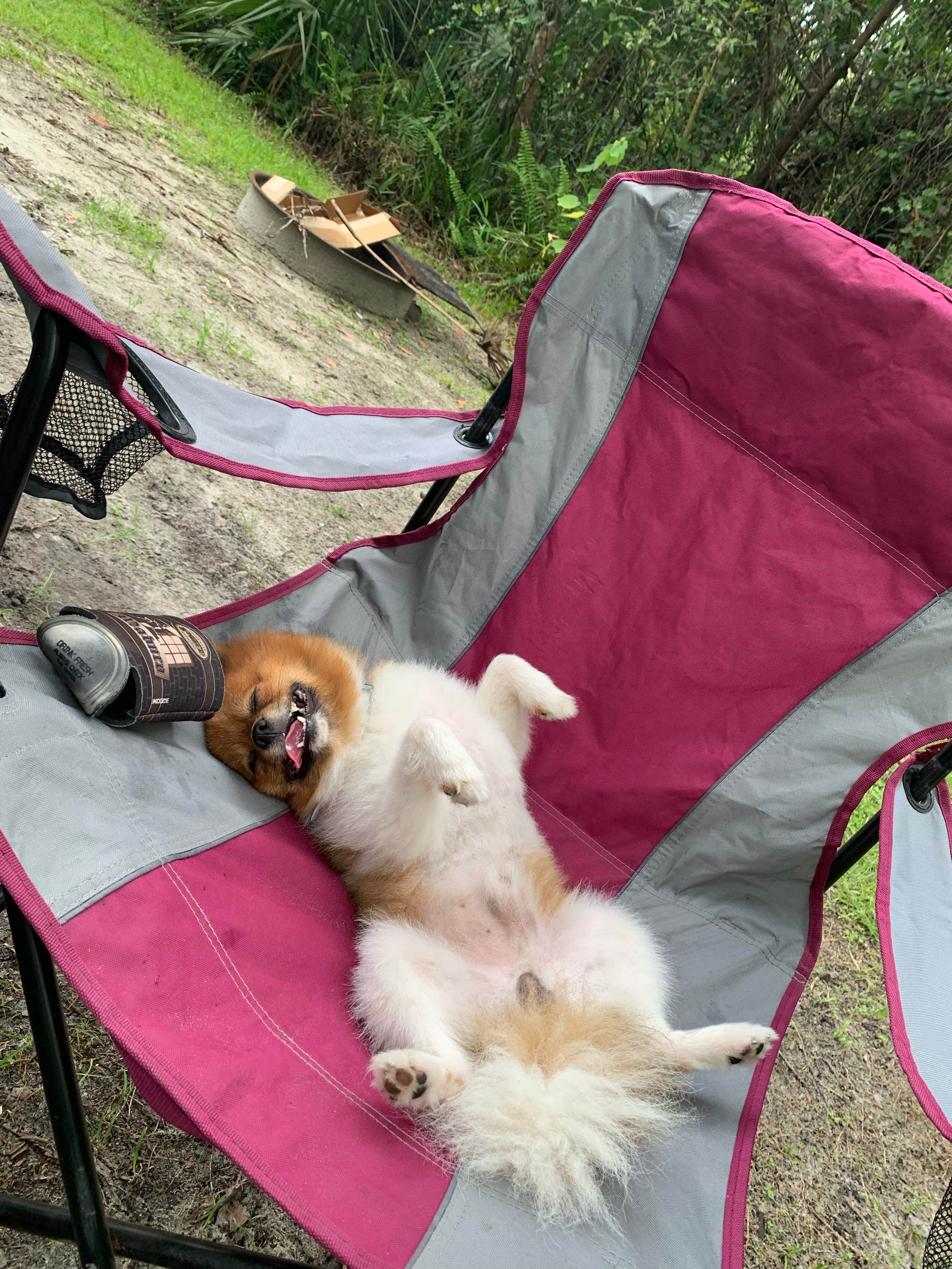 Nick C.'s photo of camping with pets at Collier–Seminole State Park Campground near Everglades National Park