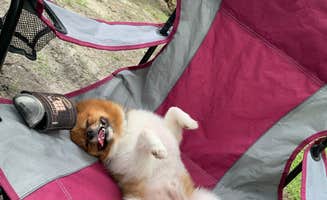 Nick C.'s photo of camping with pets at Collier–Seminole State Park Campground near Marco Island, FL