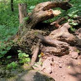 Review photo of Minneiska Campground — Whitewater State Park by Katrina G., August 1, 2021