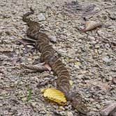 Review photo of Minneiska Campground — Whitewater State Park by Katrina G., August 1, 2021