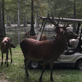 Review photo of Paradise Ranch RV Resort by MikH , August 1, 2021
