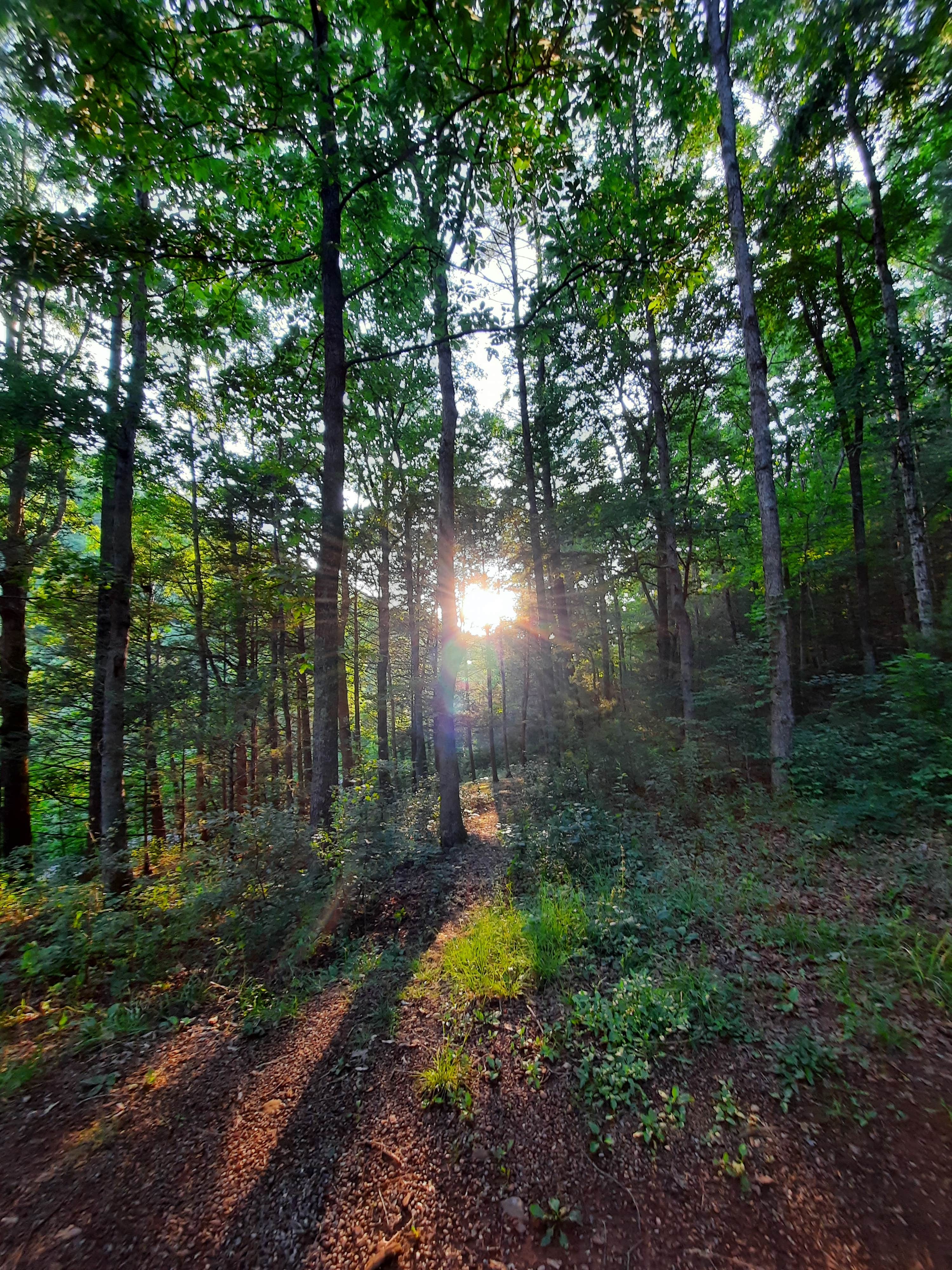 Camper submitted image from Raven Cliff Campground — George Washington & Jefferson National Forest - 5