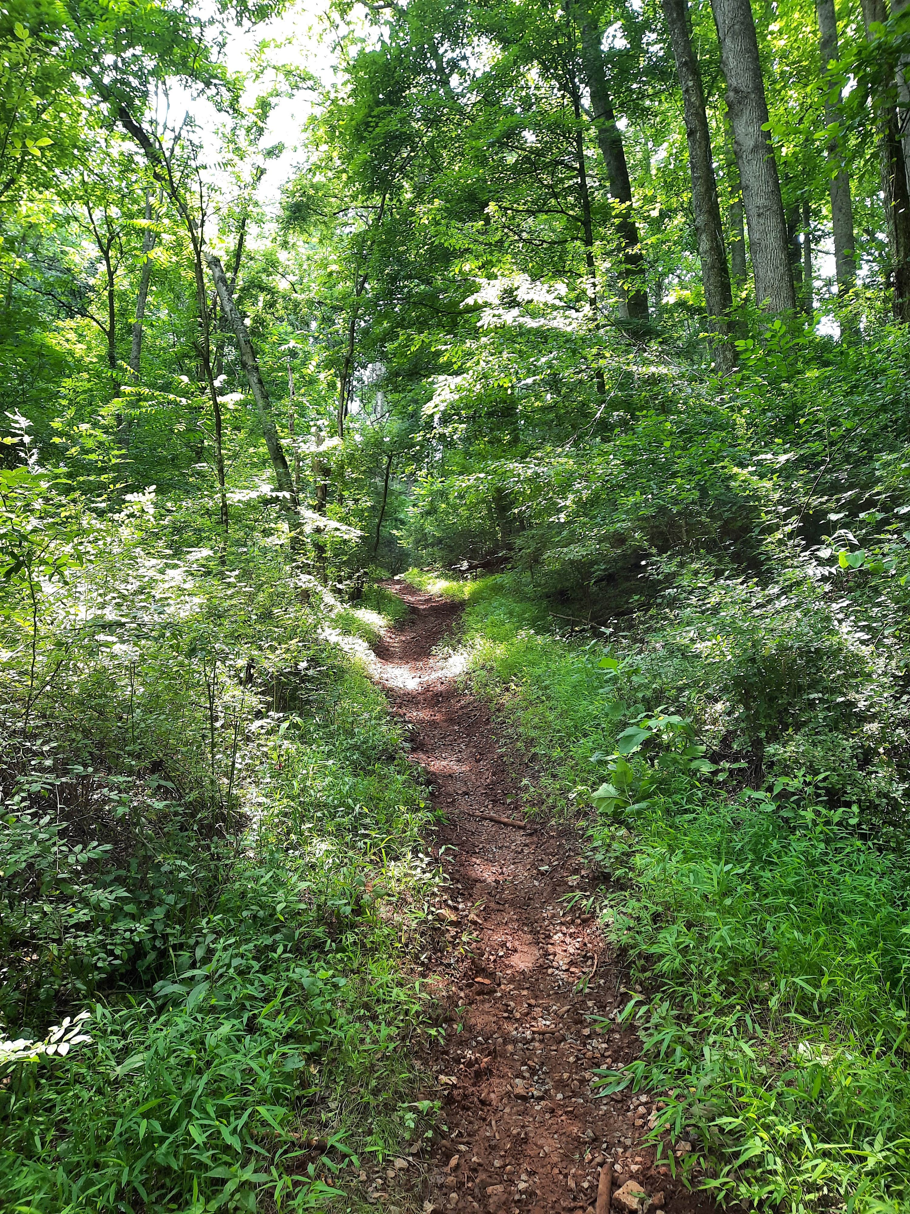 Camper submitted image from Raven Cliff Campground — George Washington & Jefferson National Forest - 4