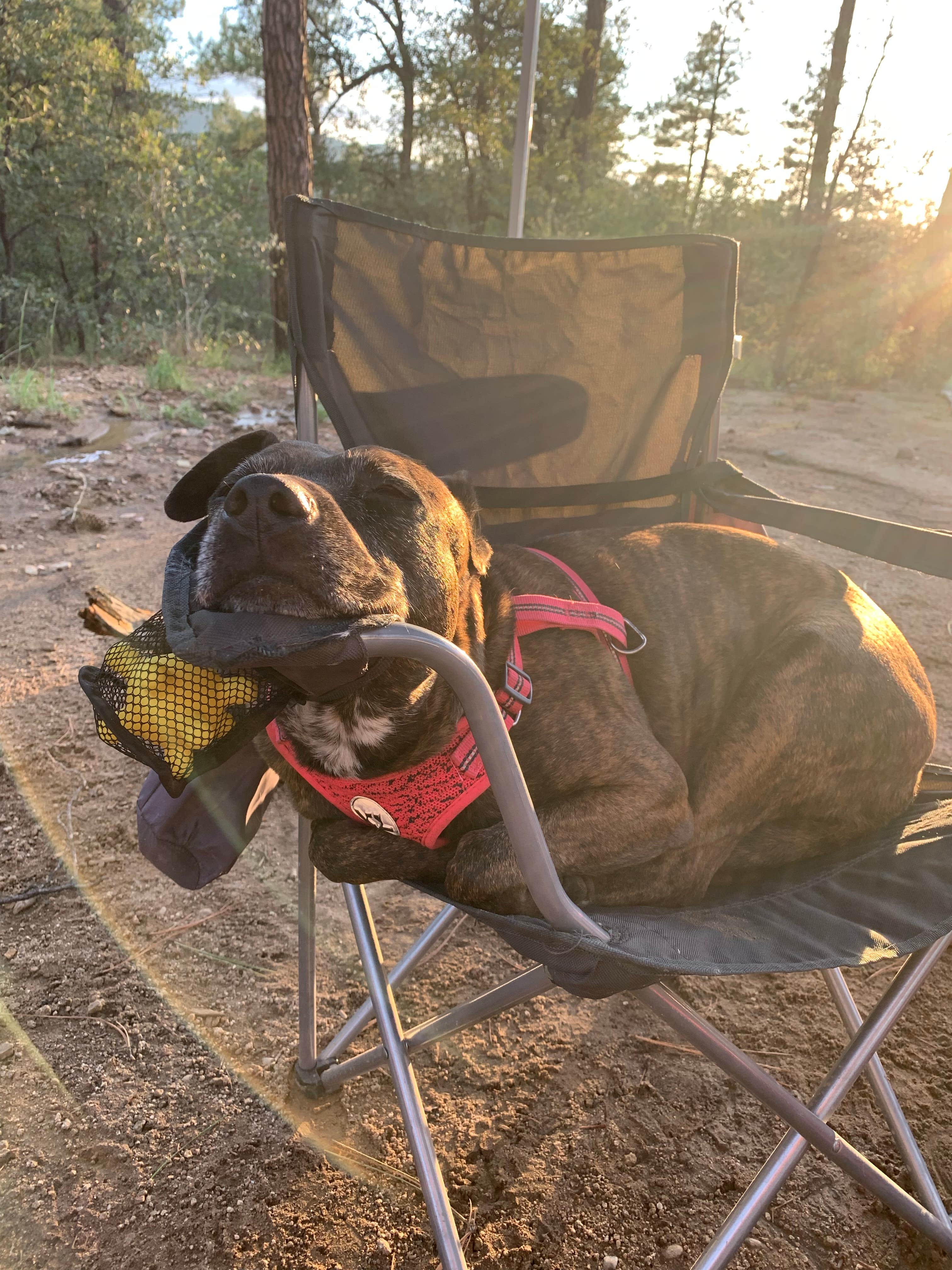 Tyler D.'s photo of camping with pets at FDR80 Sundance Road Dispersed Camping near Congress, AZ