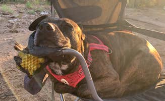 Tyler D.'s photo of camping with pets at FDR80 Sundance Road Dispersed Camping near Crown King, AZ
