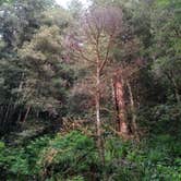 Review photo of Mill Creek Campground — Del Norte Coast Redwoods State Park by Deanna F., June 17, 2018