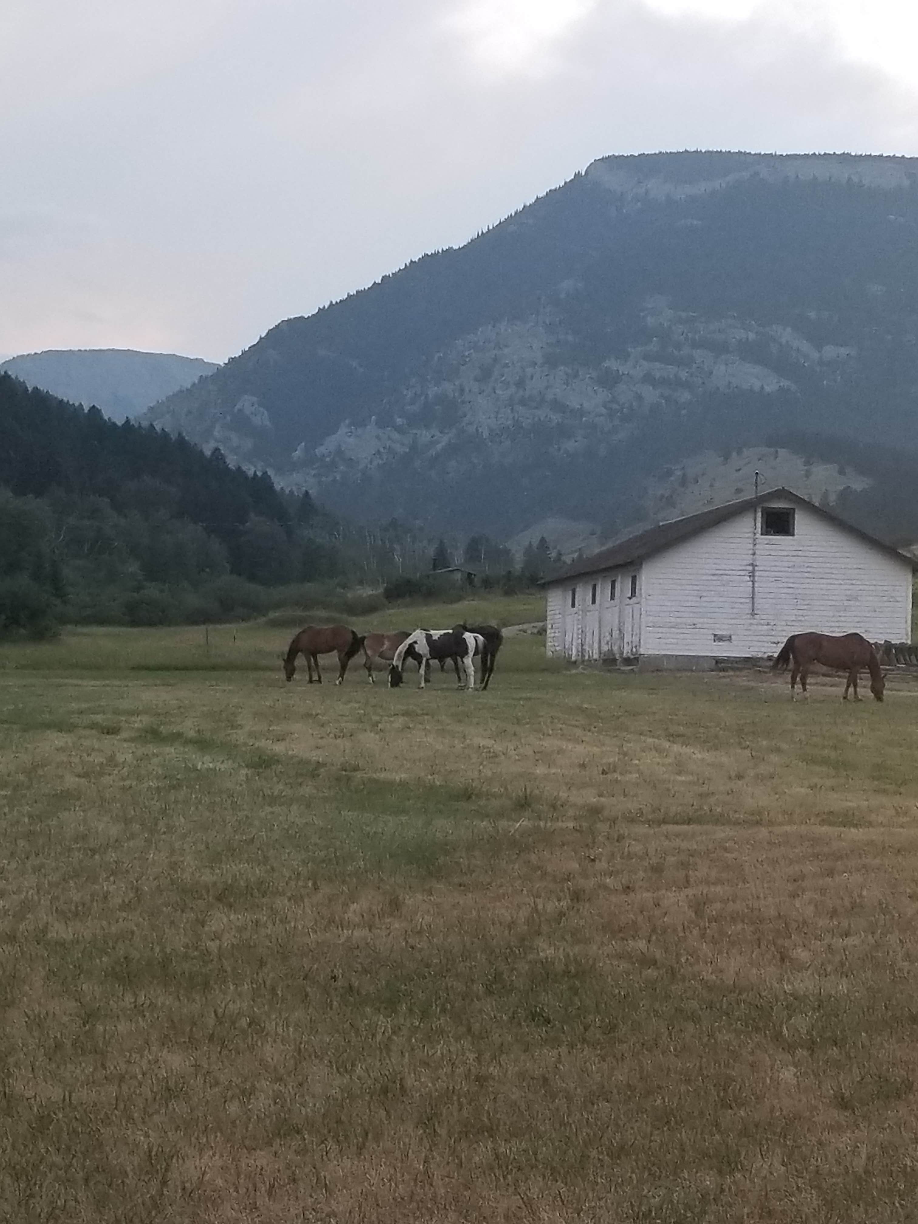 Kristin K.'s photo of camping with a horse at Meyers Creek Cabin near Silver Gate, MT
