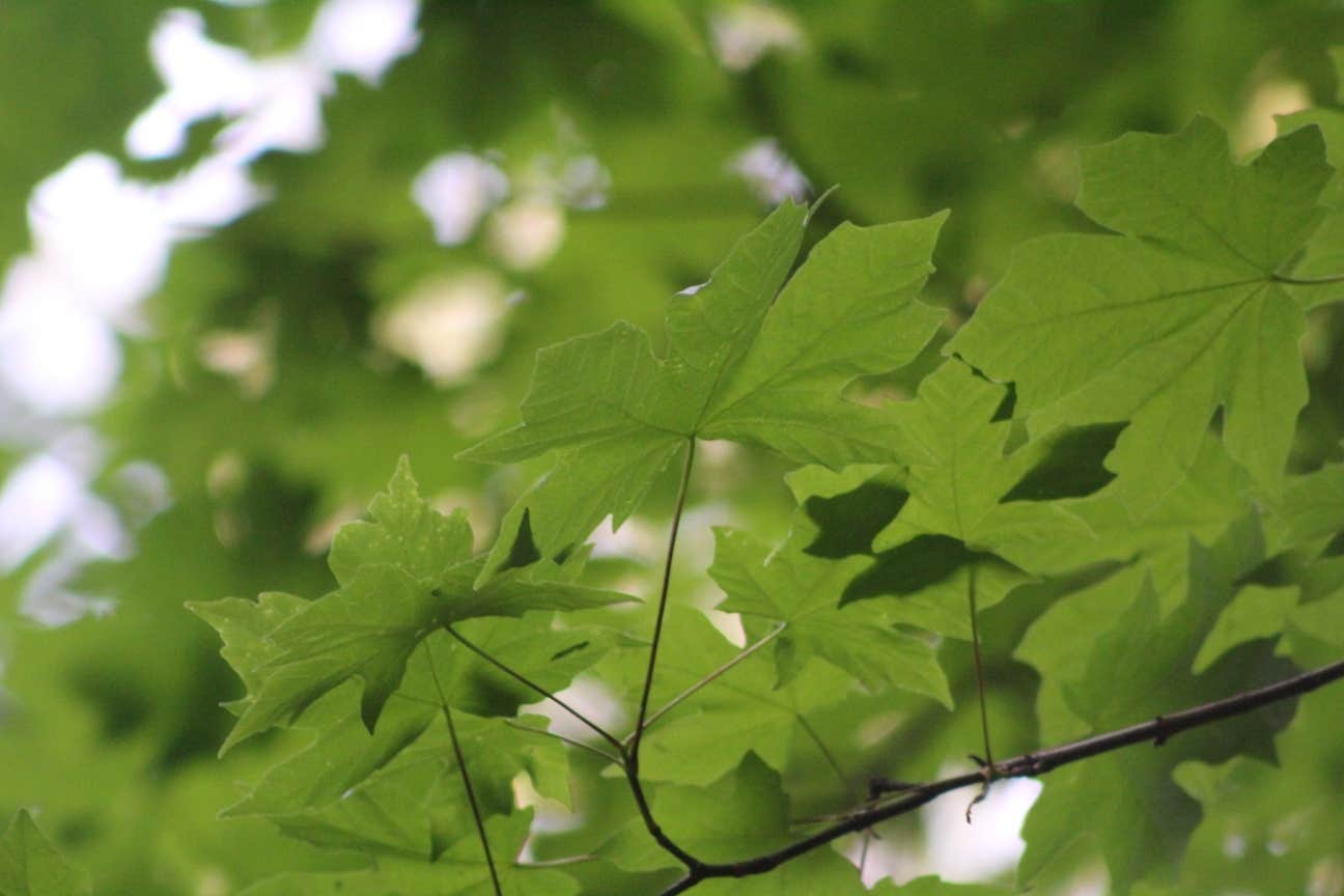Camper-submitted photo at Mill Creek Campground — Del Norte Coast Redwoods State Park near Klamath, CA