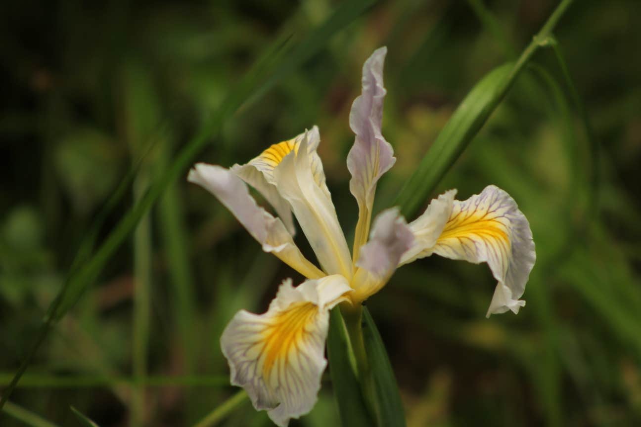 Camper-submitted photo at Mill Creek Campground — Del Norte Coast Redwoods State Park near Klamath, CA