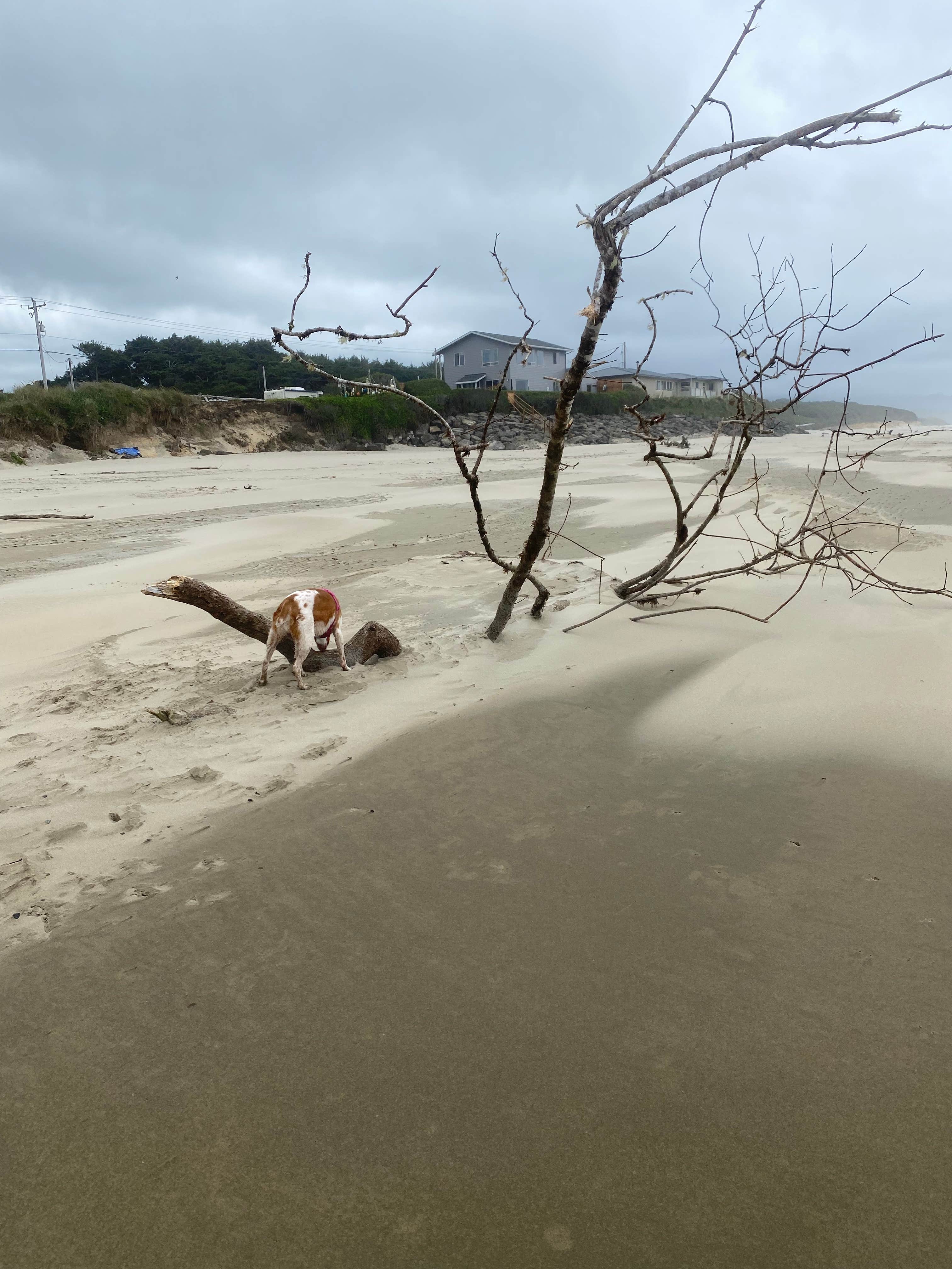 Marcia  M.'s photo of camping with pets at Beachside State Recreation Site near Waldport, OR
