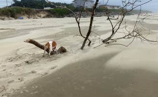 Marcia M.'s photo of camping with pets at Beachside State Recreation Site near Seal Rock, OR
