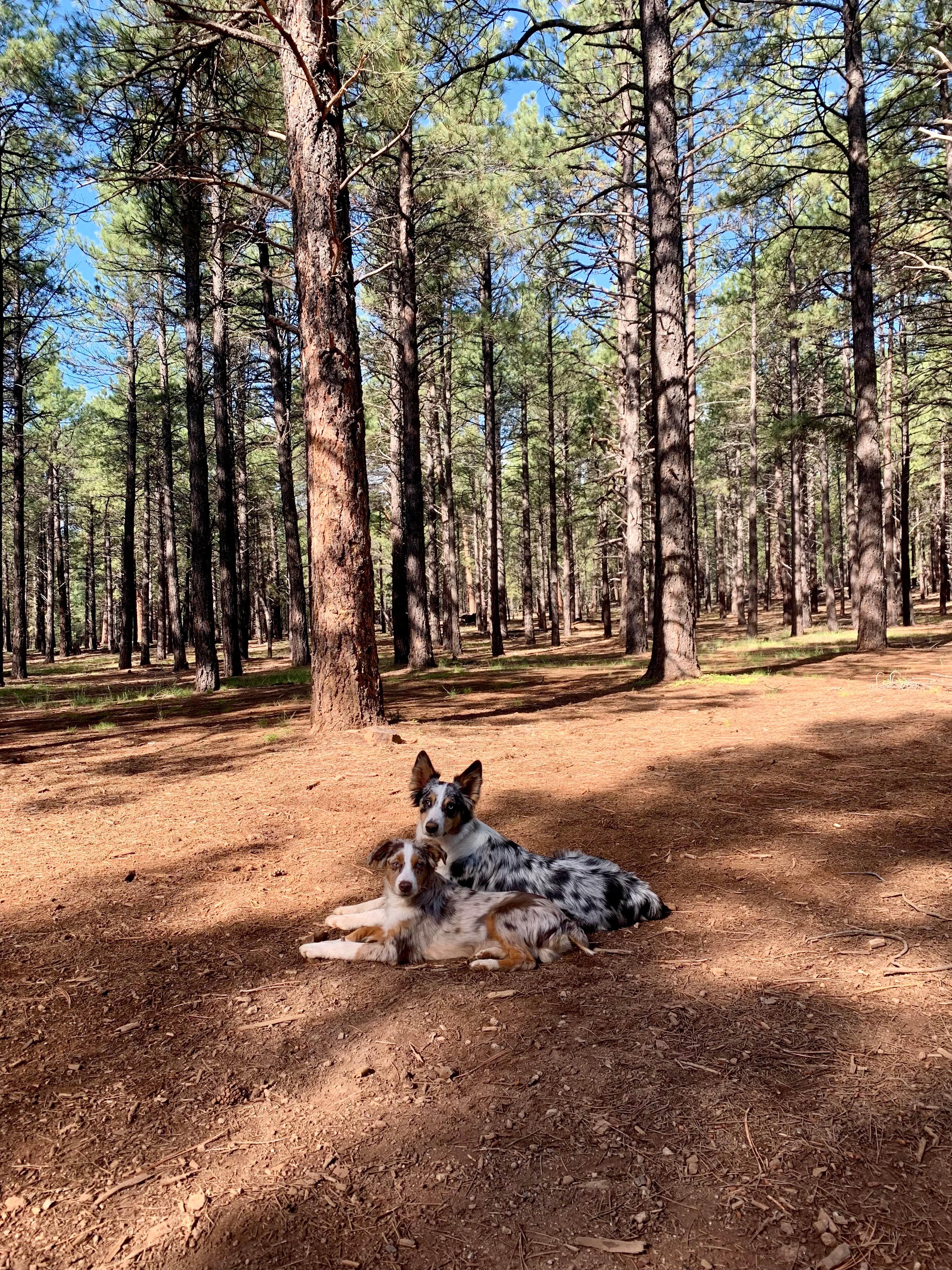 Alex H.'s photo of camping with pets at FR 222 Dispersed near Flagstaff, AZ