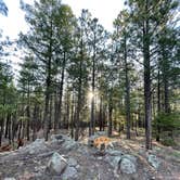 Review photo of Dispersed on 4 - Fenton Lake State Park by Tiffany J., August 2, 2021