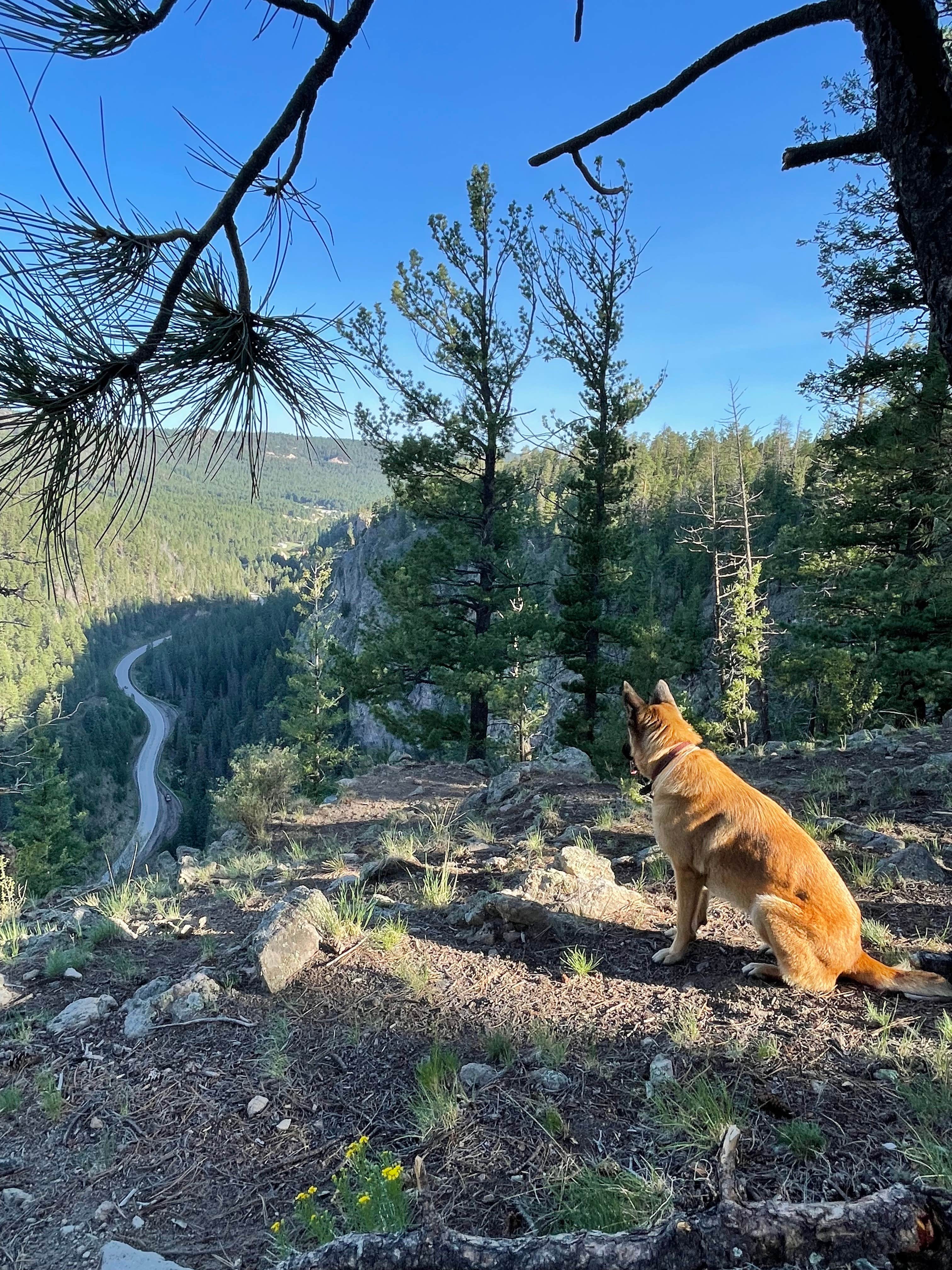 Tiffany J.'s photo of camping with pets at Dispersed on 4 - Fenton Lake State Park near Cuba, NM