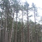 Review photo of Cape Lookout State Park Campground by Deanna F., June 17, 2018