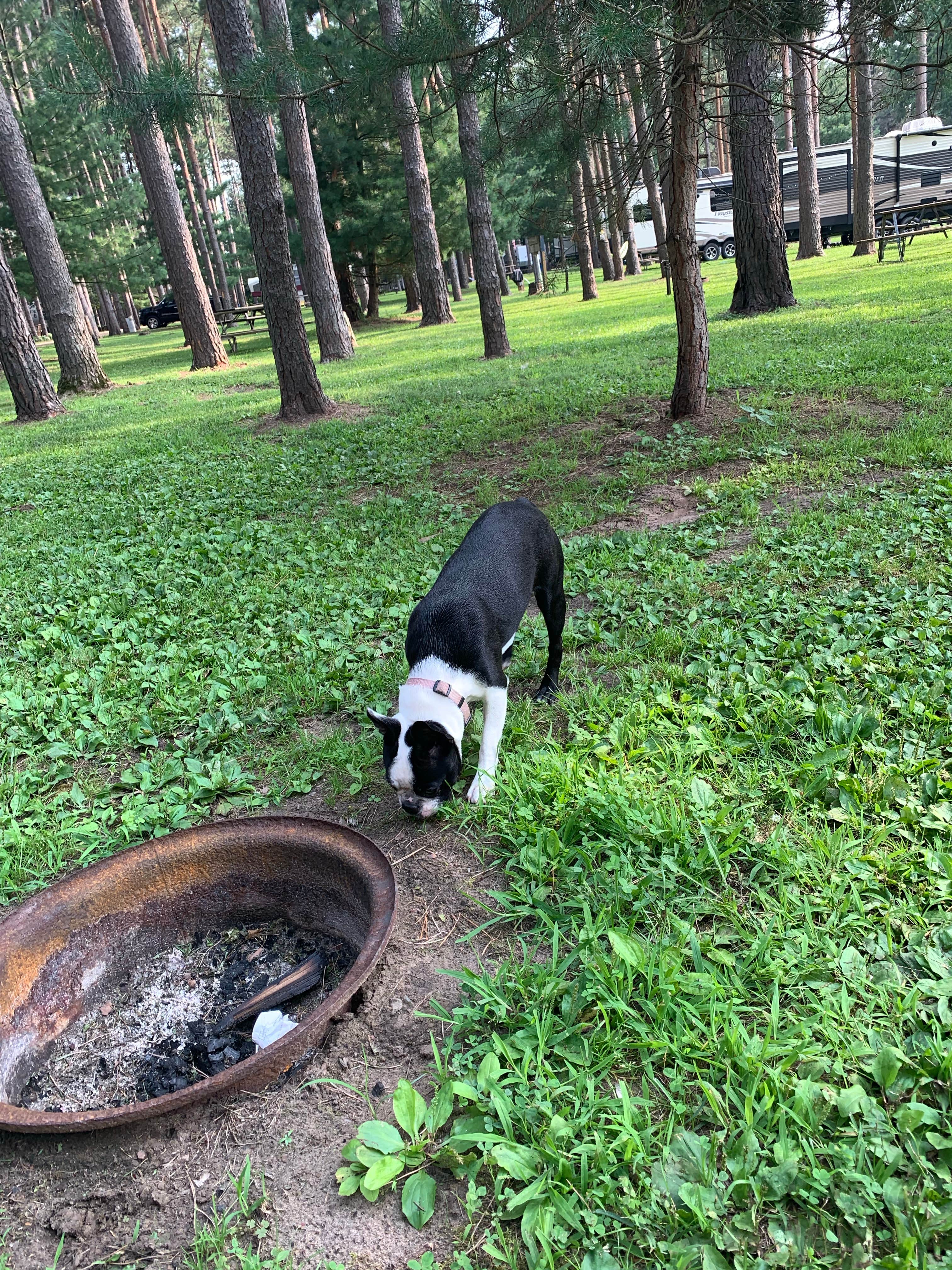 Jason A.'s photo of camping with pets at Green River Oaks Camping Resort near North Utica, IL