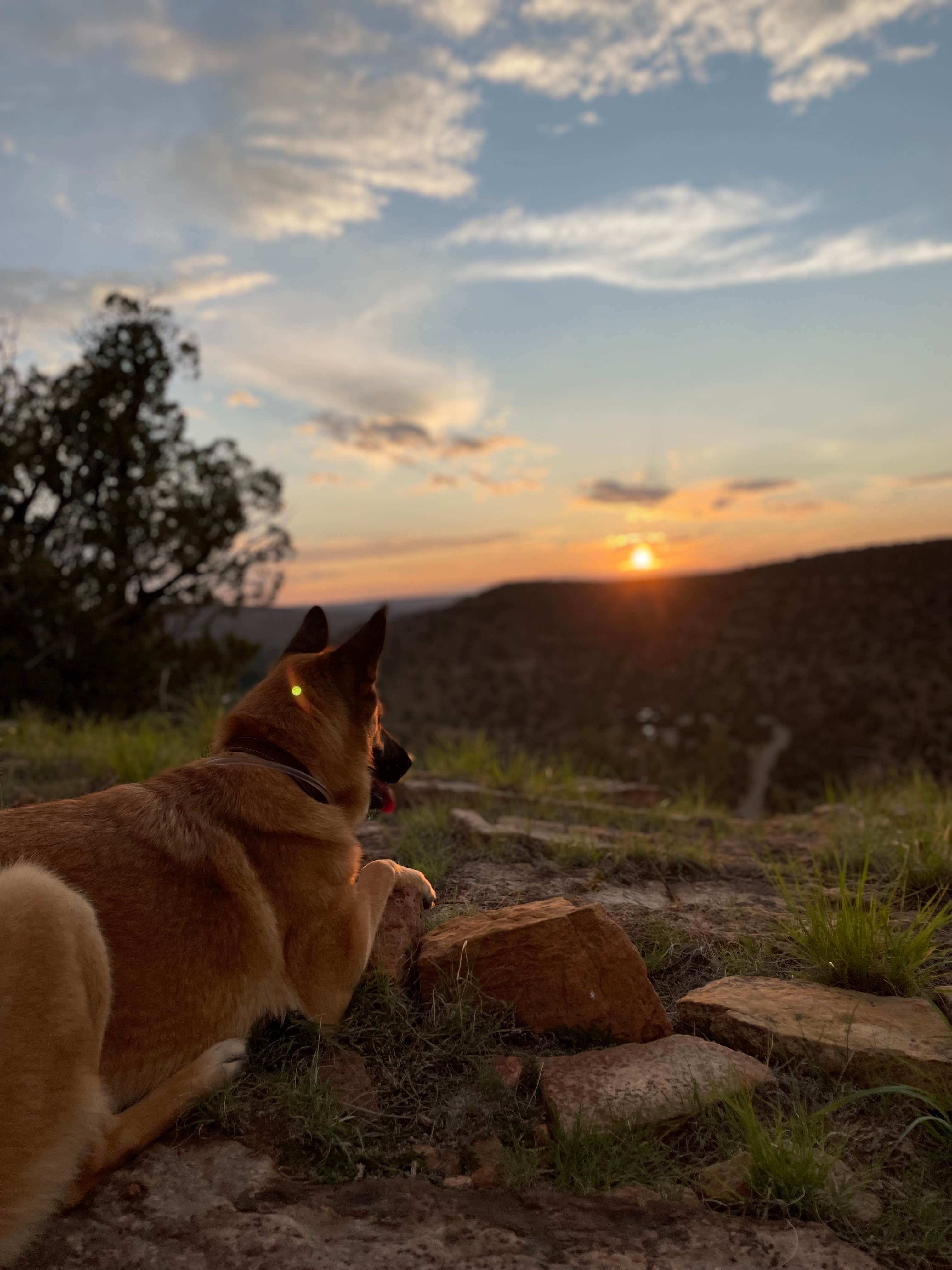 Tiffany J.'s photo of camping with pets at Villanueva State Park Campground near Ribera, NM