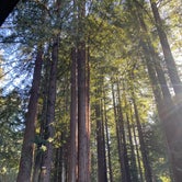 Review photo of Santa Cruz Redwoods RV Resort by Macie J., August 2, 2021