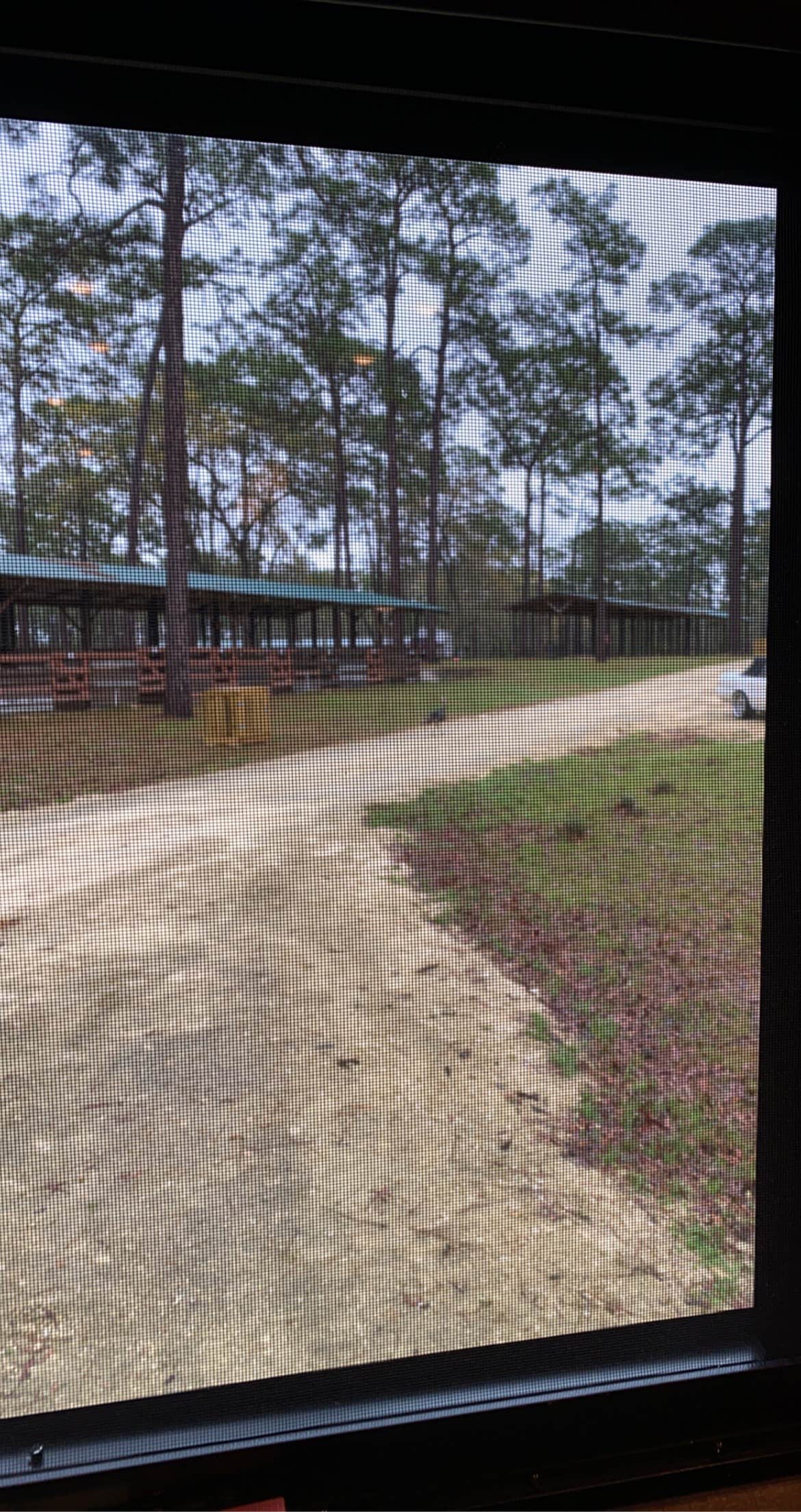 Camper submitted image from Welaka State Forest - 3