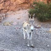 Review photo of Kingman Wash — Lake Mead National Recreation Area by Hannah L., August 3, 2021