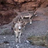 Review photo of Kingman Wash — Lake Mead National Recreation Area by Hannah L., August 3, 2021