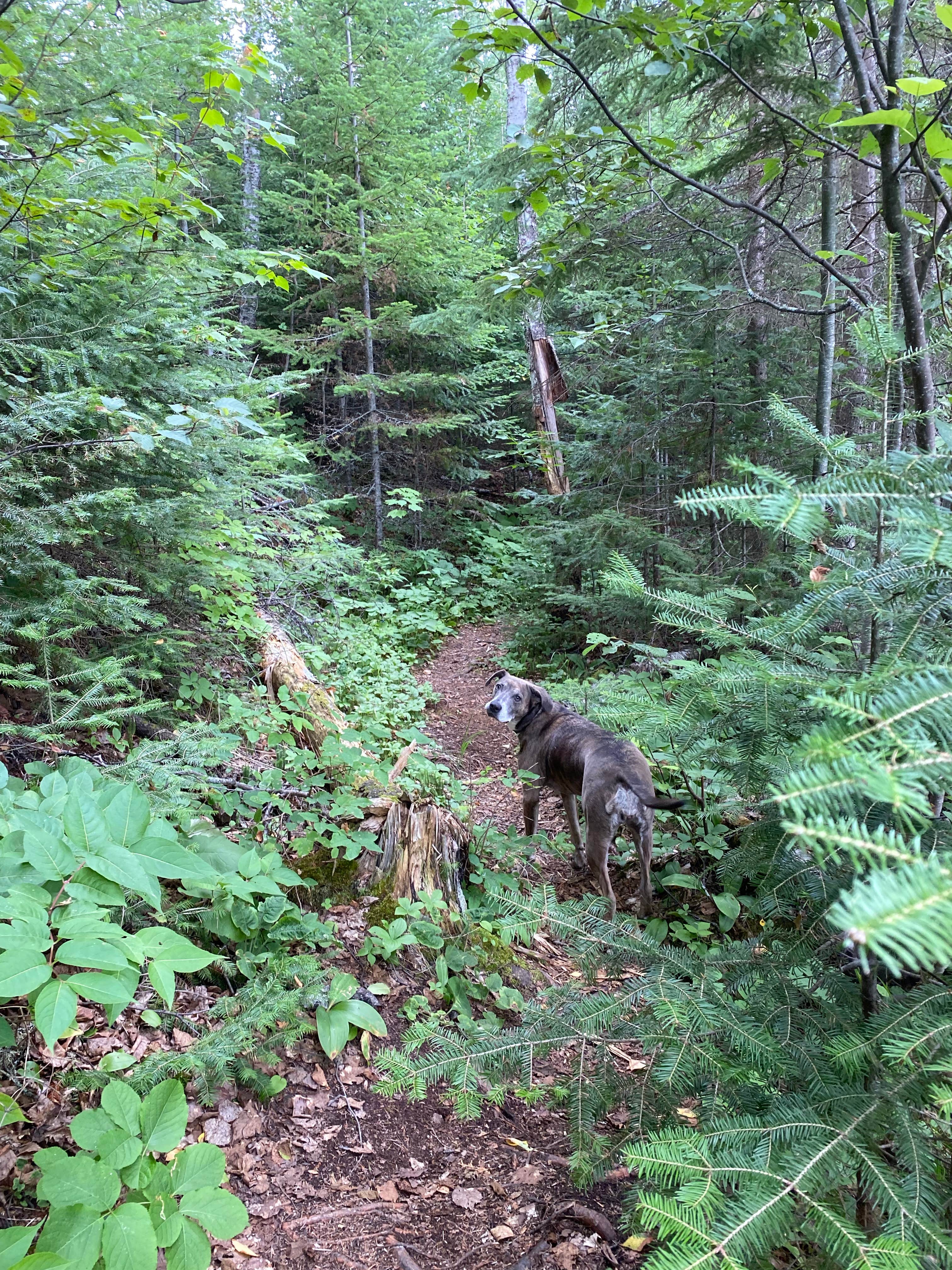 Camper-submitted photo at Flour Lake Campground near Grand Marais, MN