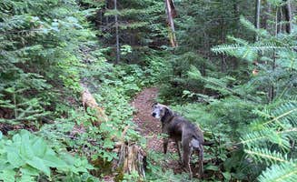 Joe H.'s photo of camping with pets at Flour Lake Campground near Lutsen, MN