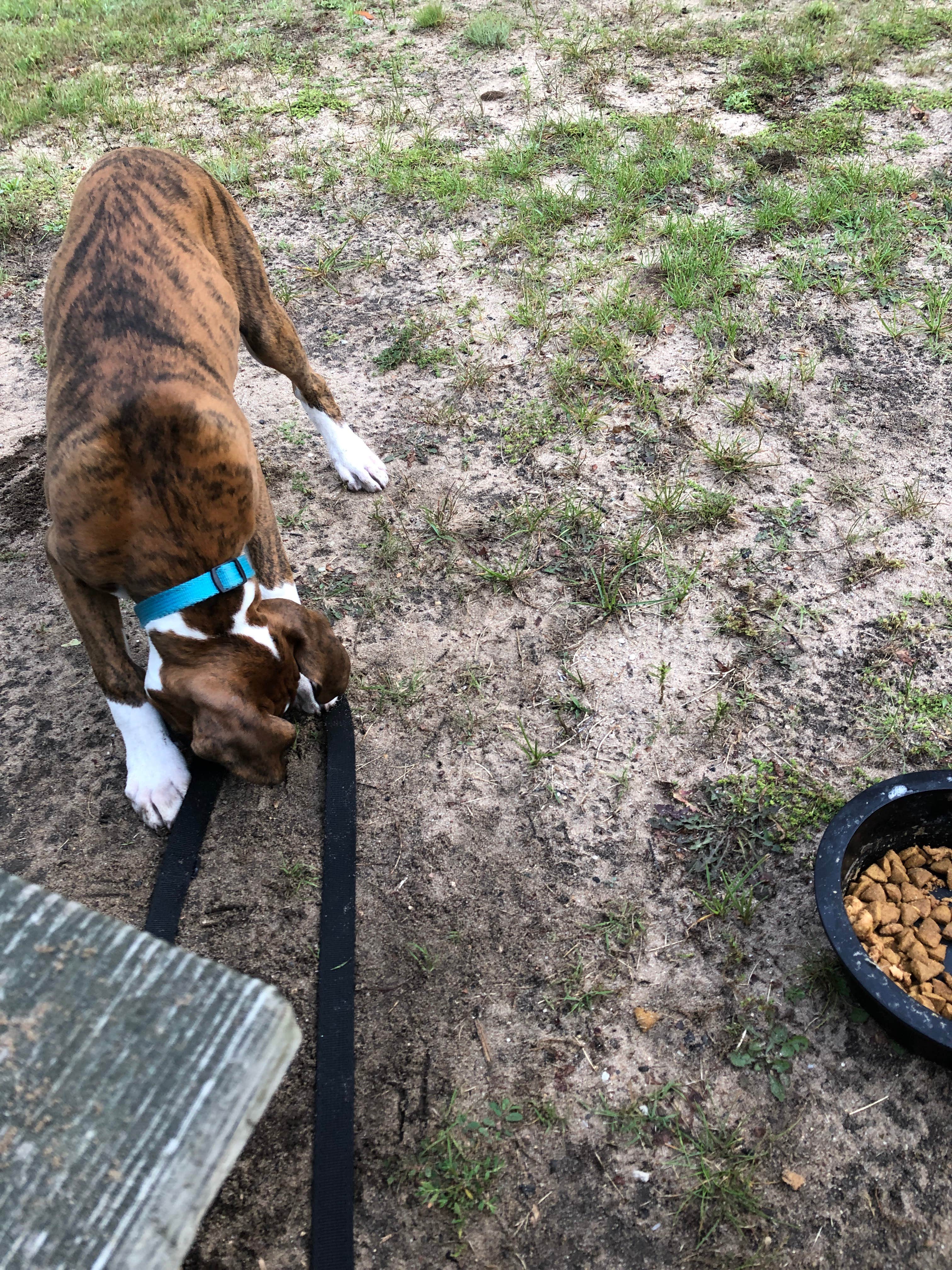 steve L.'s photo of camping with pets at Rvino - Camp Cadillac, LLC near Lake, MI