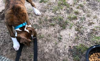 steve L.'s photo of camping with pets at Rvino - Camp Cadillac, LLC near Evart, MI