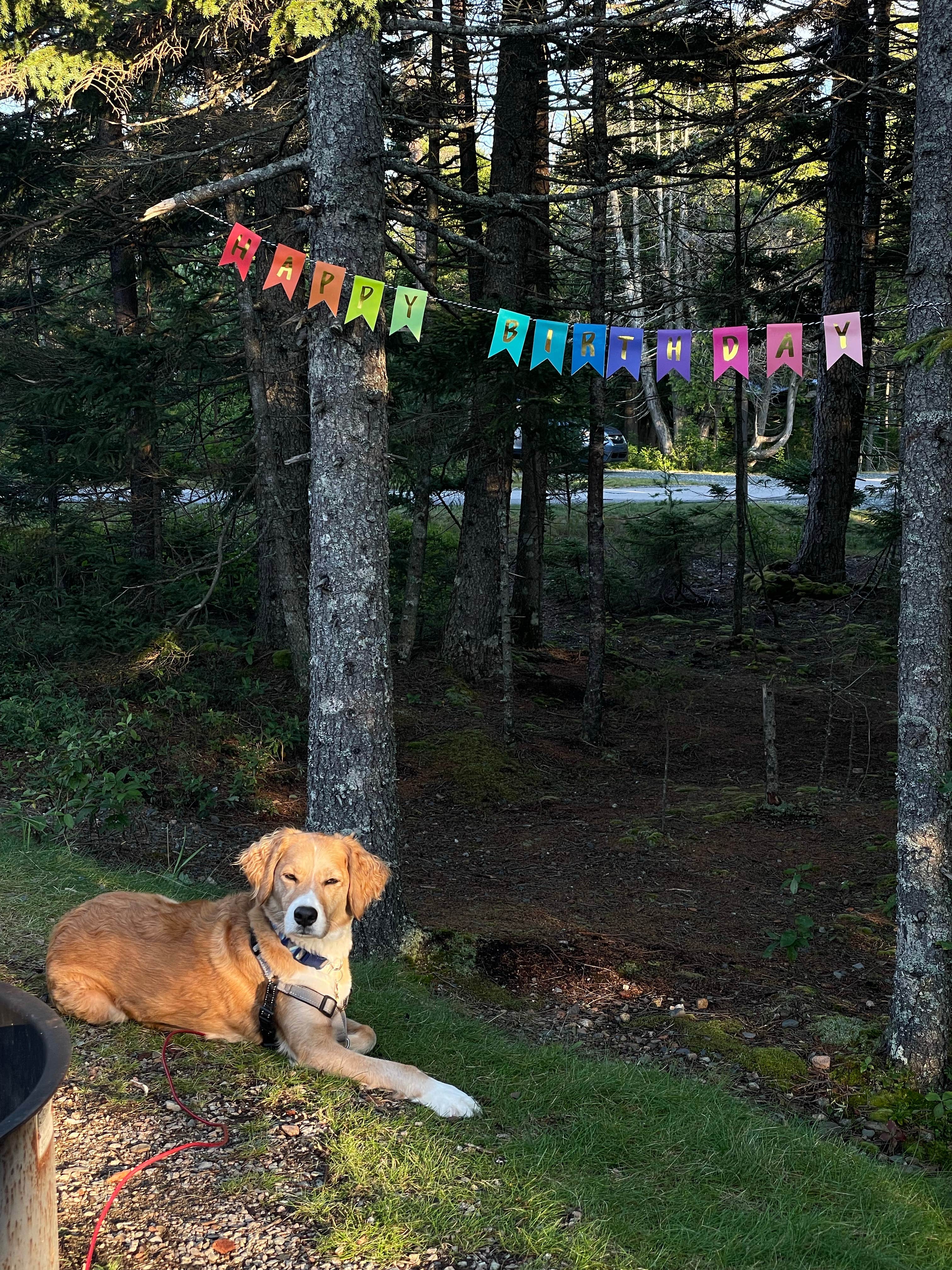 Jess S.'s photo of camping with pets at Schoodic Woods Campground — Acadia National Park near Southwest Harbor, ME
