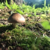 We found several fungi