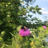 Review photo of Beaver Dam State Park Campground by Larkyn , August 3, 2021