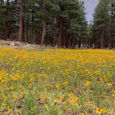 Review photo of Kaibab National Forest Kaibab Lake Campground by Shuree F., August 3, 2021