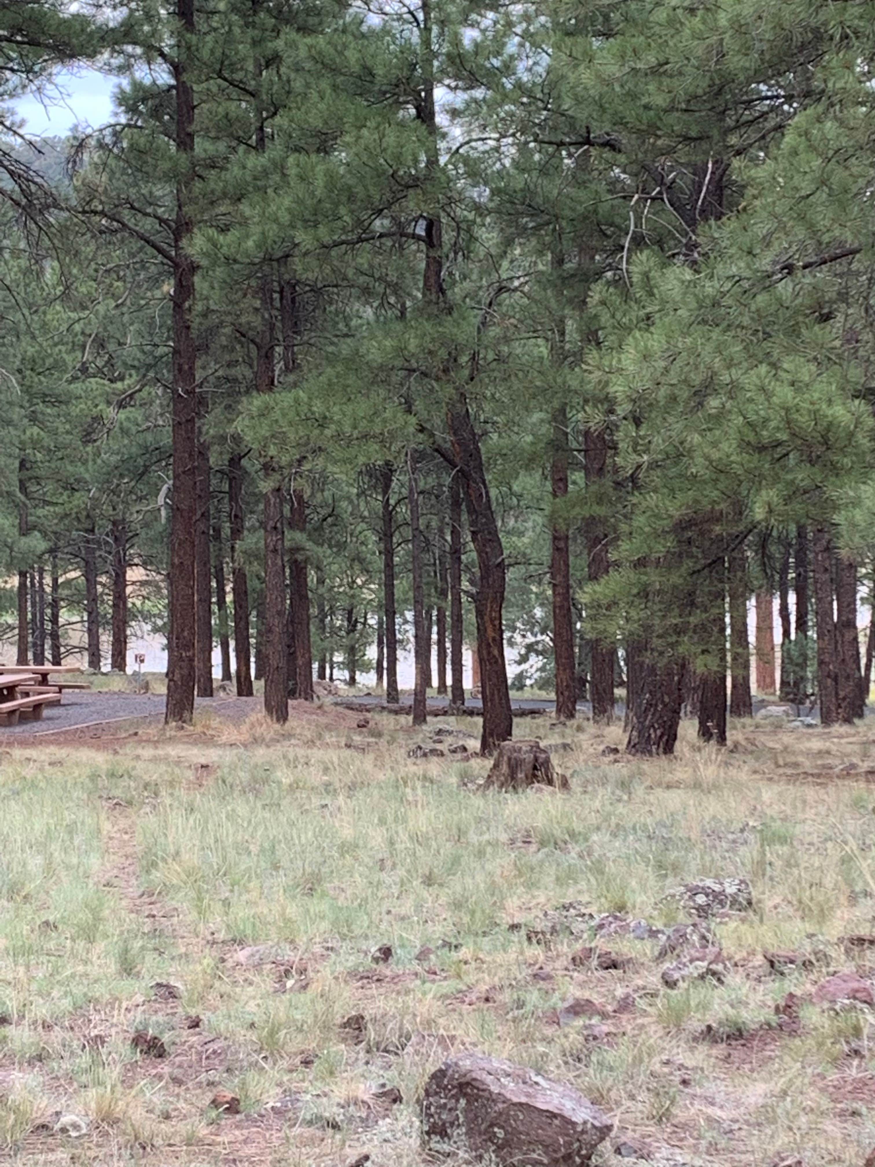 Best dispersed camping in Coconino National Forest Recreation The Dyrt