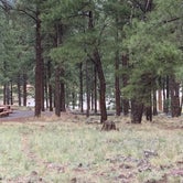 Review photo of Kaibab National Forest Kaibab Lake Campground by Shuree F., August 3, 2021