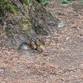 Review photo of Sawbill Lake Campground - Superior National Forest by gebriell S., August 3, 2021