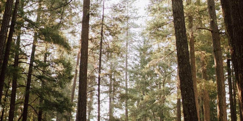 Camper submitted image from Lake Selmac Resort