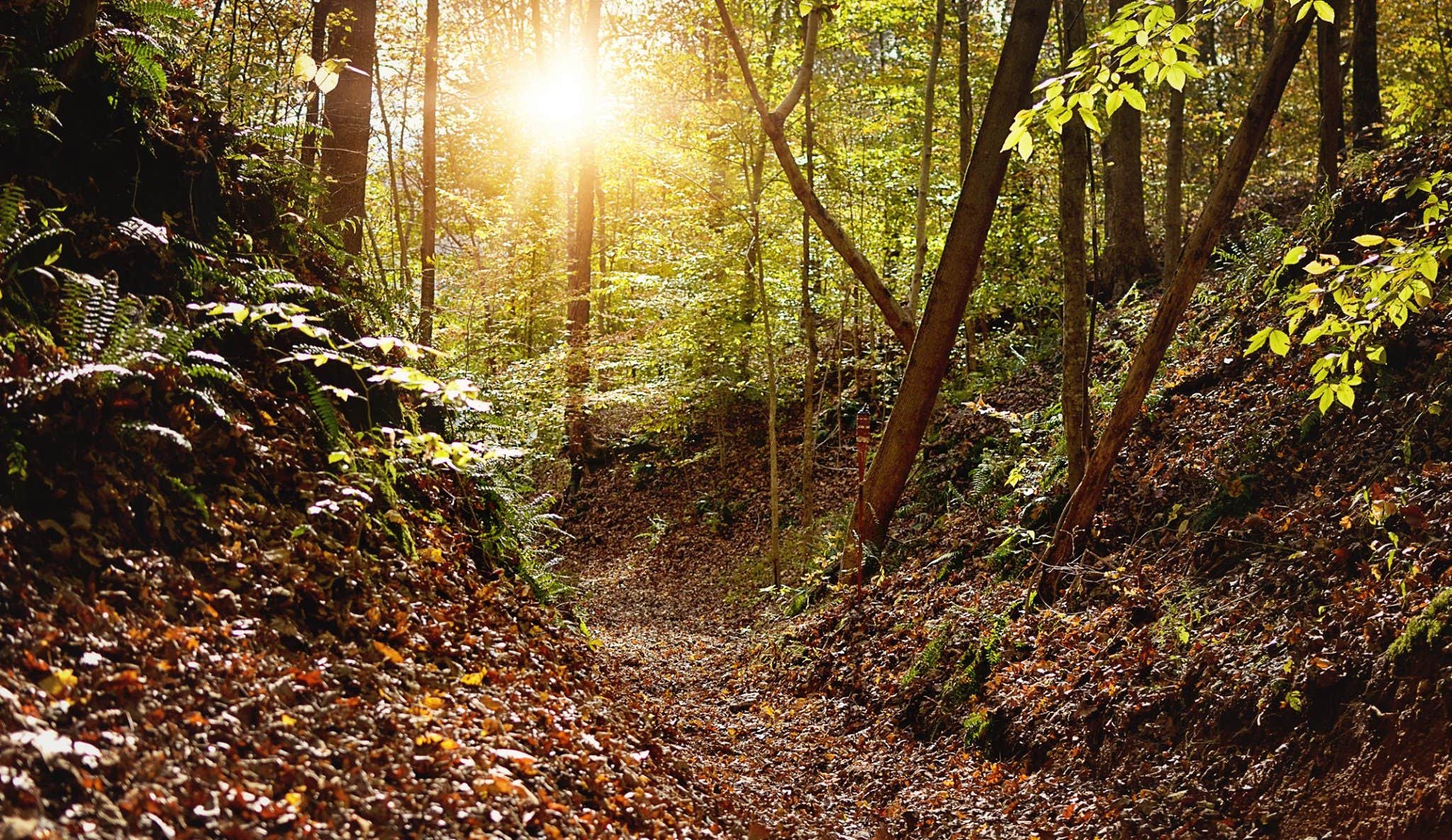 Camper-submitted photo at Willow Springs Campground near Bargerville, IL