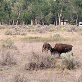 Review photo of Cottonwood Campground — Theodore Roosevelt National Park by Joe C., August 3, 2021