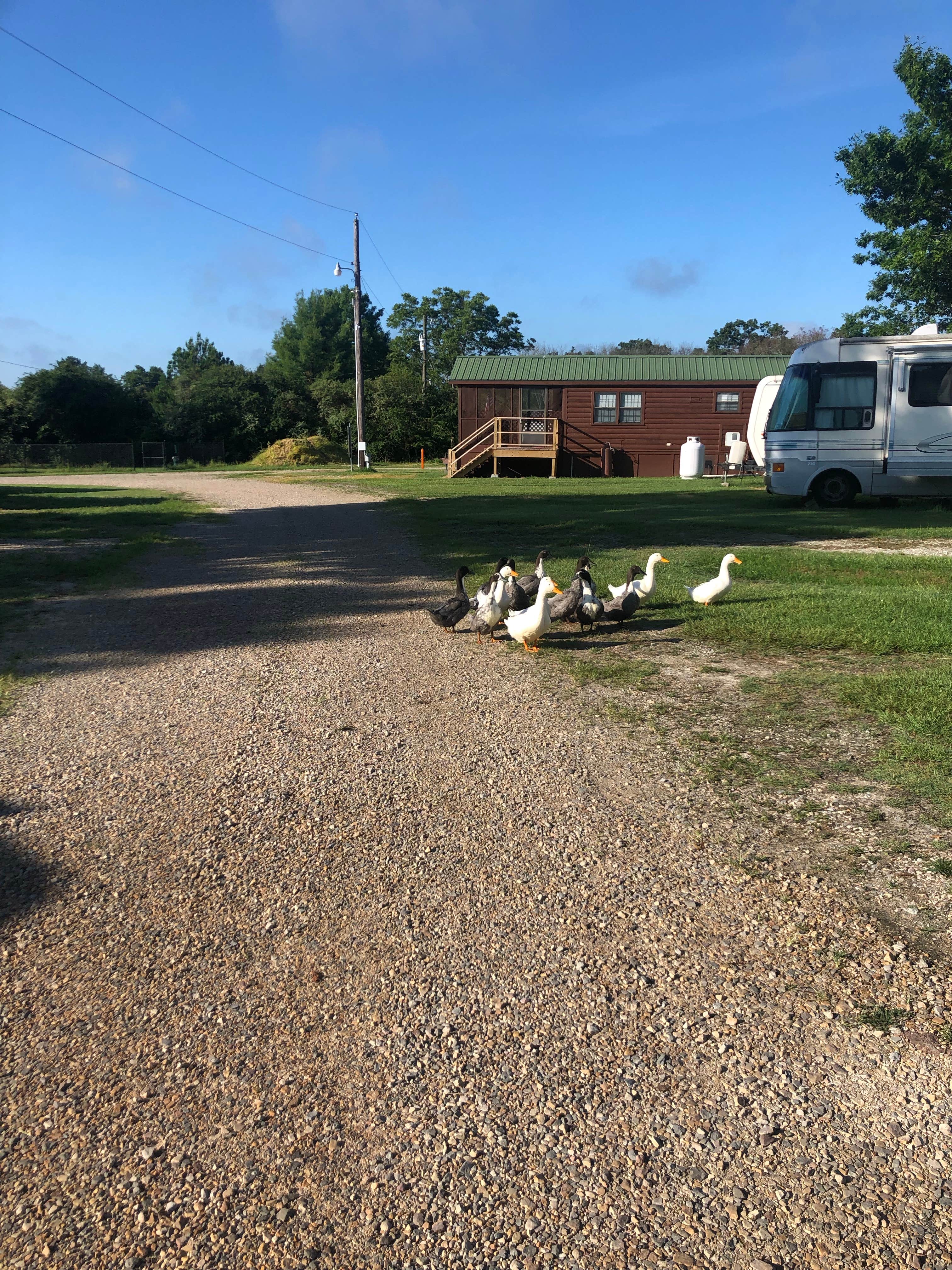 Camper-submitted photo at Shady Lake RV Park near Commerce, TX