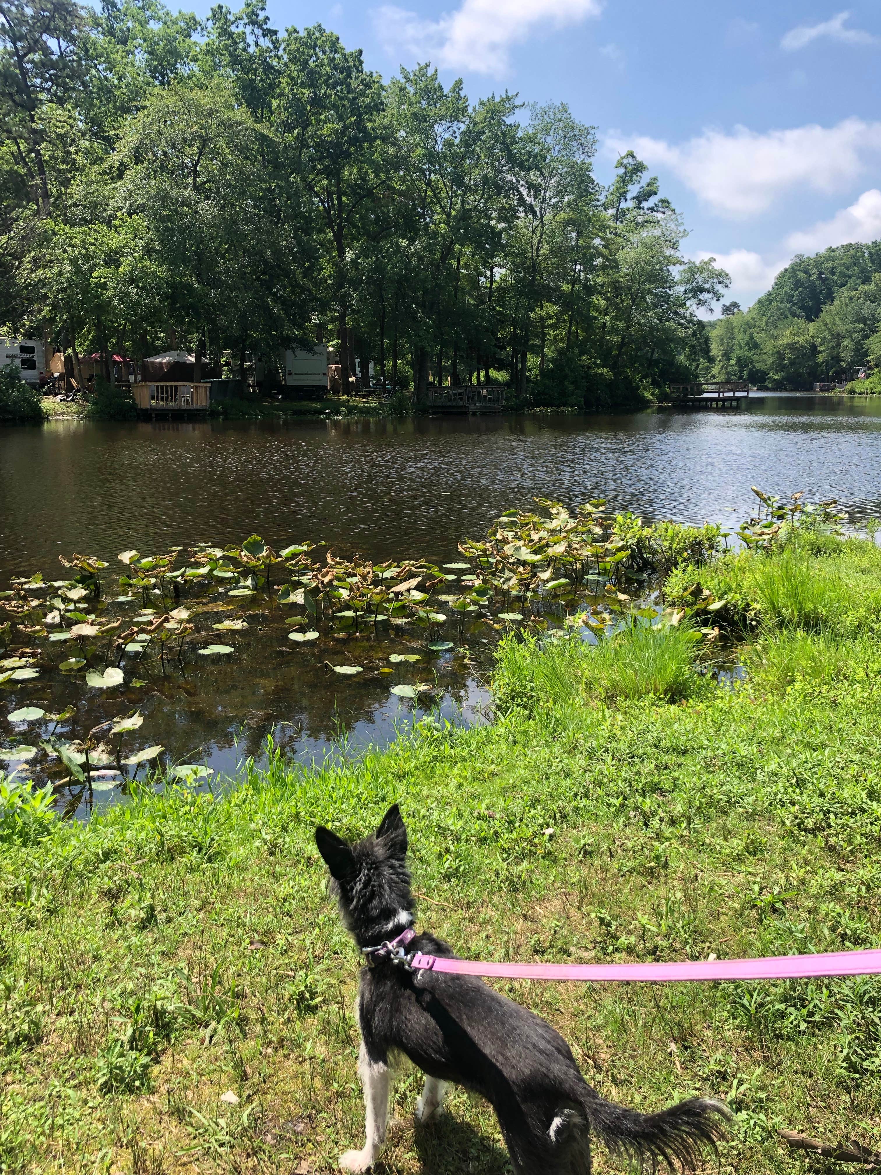 Robyn W.'s photo of camping with pets at Timberland Lake Campground near Wall, NJ