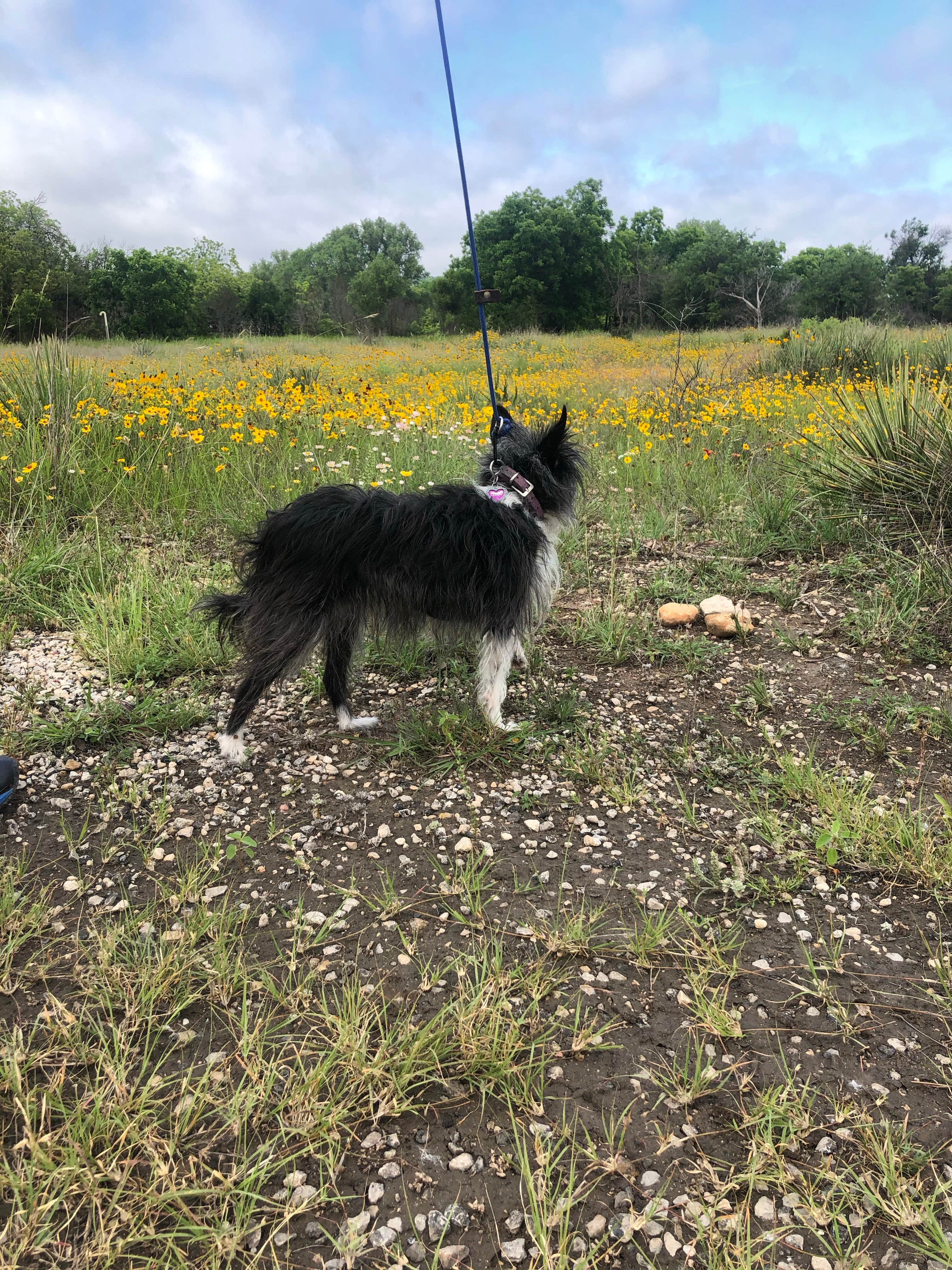 Robyn W.'s photo of camping with pets at Abilene State Park Campground near Tuscola, TX