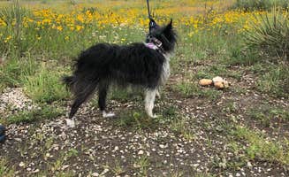 Robyn W.'s photo of camping with pets at Abilene State Park Campground near Robert Lee, TX