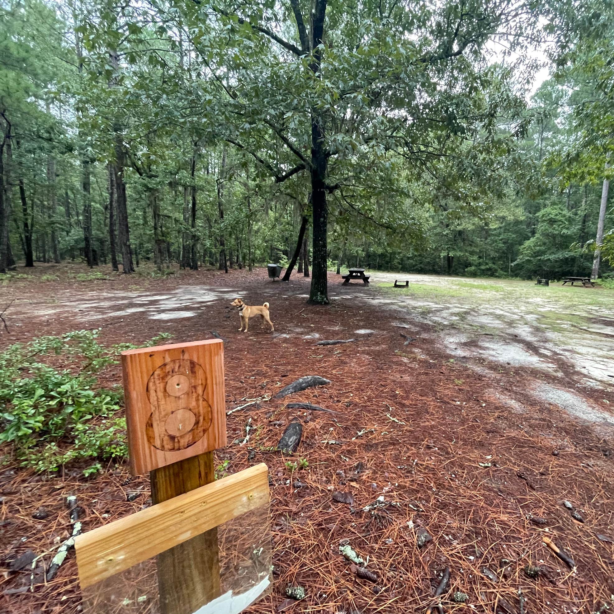 Lynches River County Park Camping The Dyrt